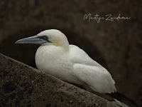 Zeevogels [Suliformes]